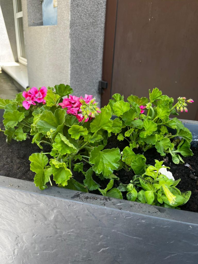 Pelargonie w donicy