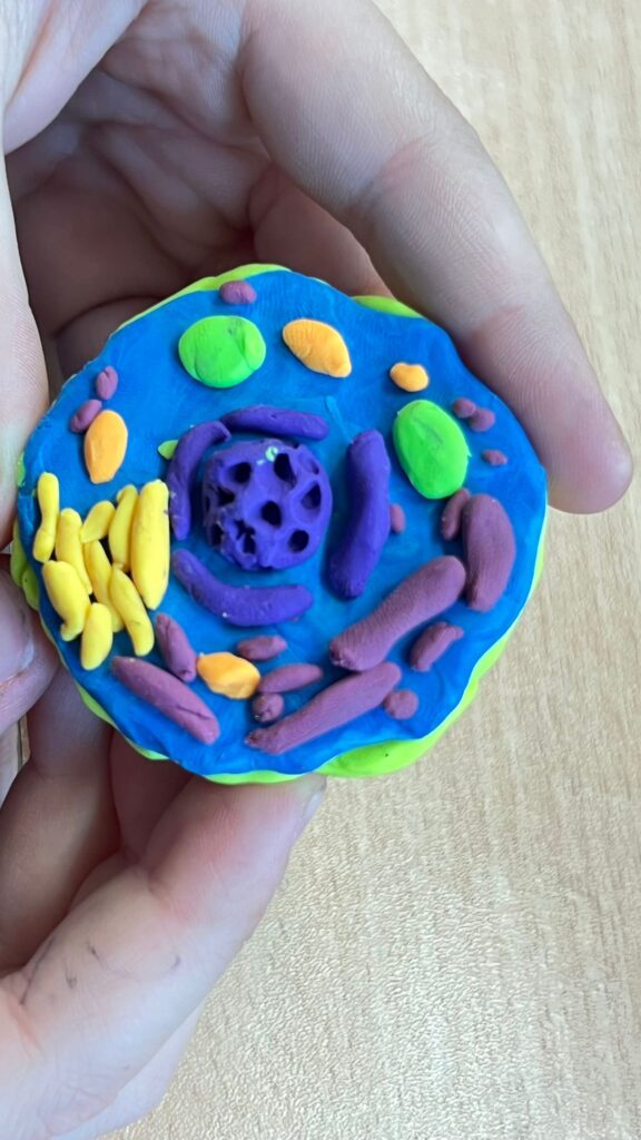 model komórki wykonany przez uczniów