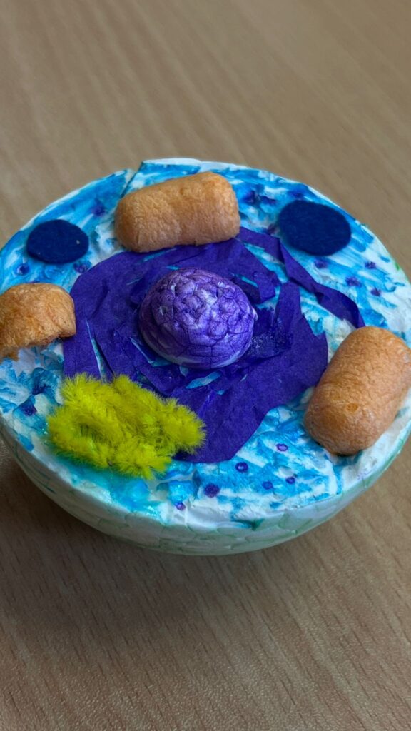 model komórki wykonany przez uczniów