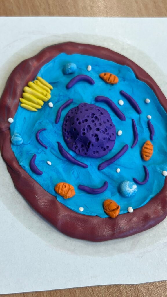 model komórki wykonany przez uczniów