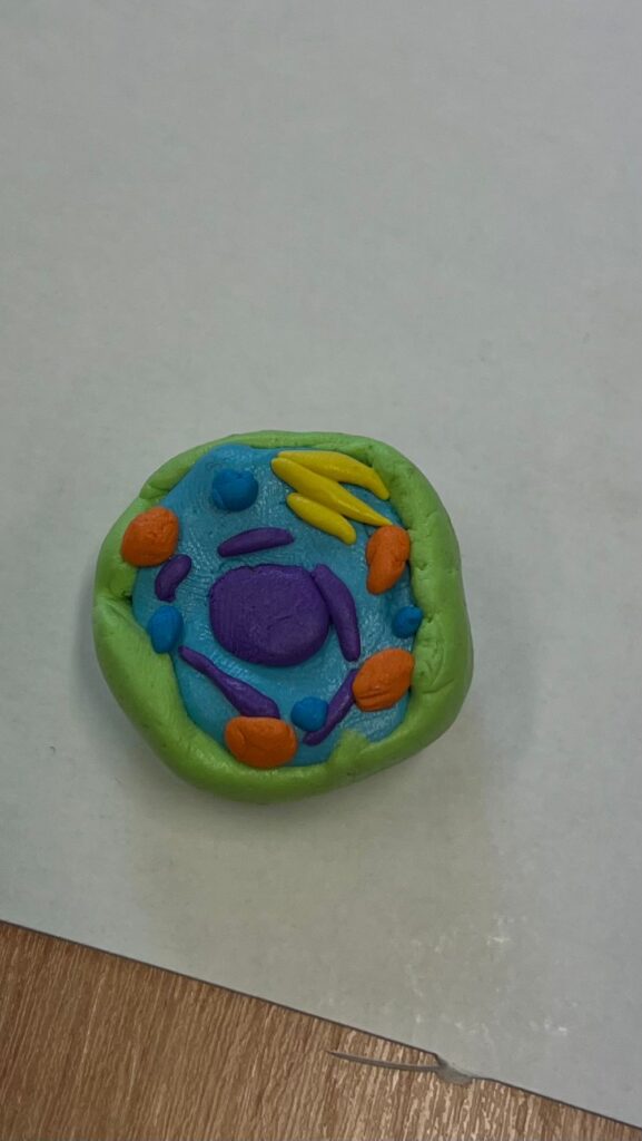 model komórki wykonany przez uczniów