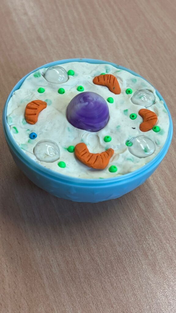 model komórki wykonany przez uczniów