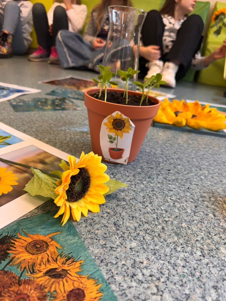 Słoneczniki w doniczce oraz kwiatki słoneczników