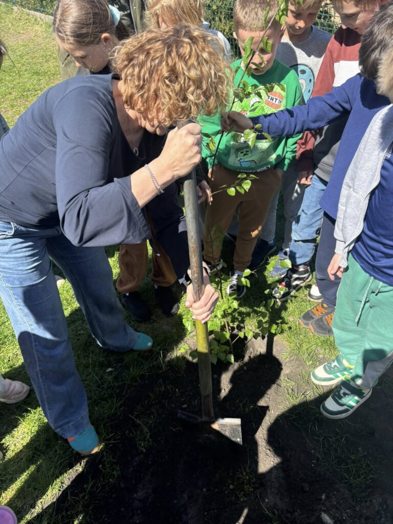 Dzieci i pani dyrektor kopią podłoże pod drzewko