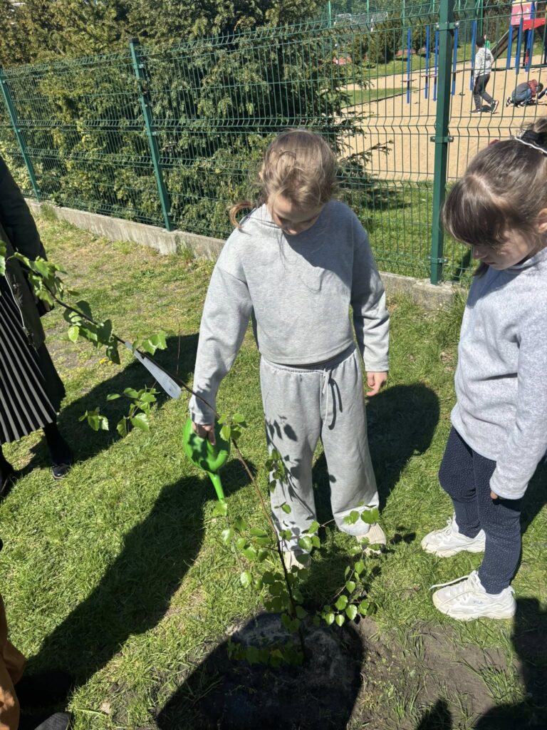 Zasadzone drzewko jest podlewana